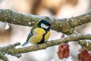 bird - tit